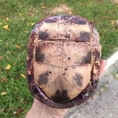 Cuora amboinensis kamaroma