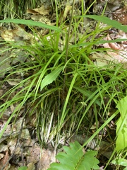 Carex albicans