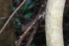 Protosticta taipokauensis