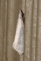 Eucalantica polita