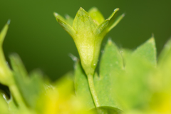 Alchemilla micans