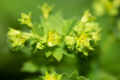 Alchemilla micans