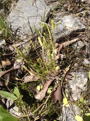 Leavenworthia exigua