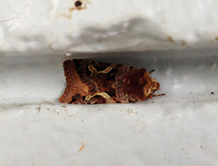 Cerastis enigmatica
