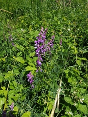 Vicia tenuifolia