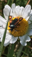 Pyropteron chrysidiforme