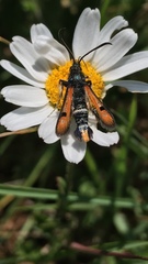 Pyropteron chrysidiforme