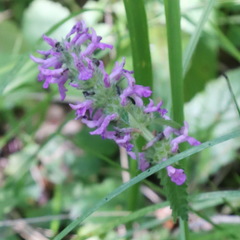 Betonica officinalis