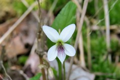 Viola lanceolata
