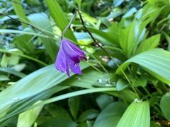 Bletilla