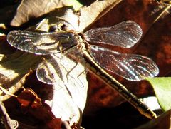 Phanogomphus oklahomensis