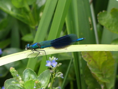 Calopteryx splendens