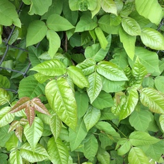 Toxicodendron radicans