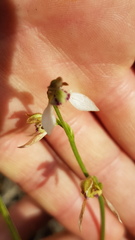 Eriochilus dilatatus