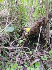 Chrysosplenium serreanum