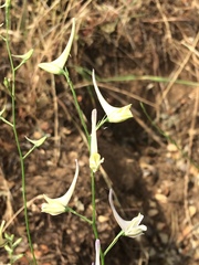 Delphinium gracile