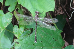 Heliogomphus scorpio