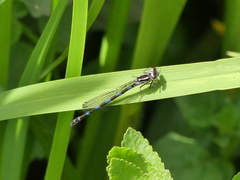 Coenagrion pulchellum