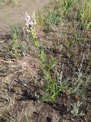 Astragalus sulcatus