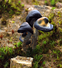 Psilocybe zapotecorum