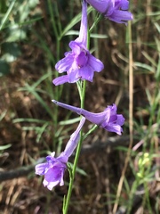 Delphinium gracile