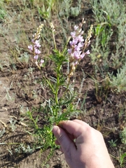 Astragalus sulcatus