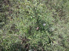 Rhamnus erythroxyloides