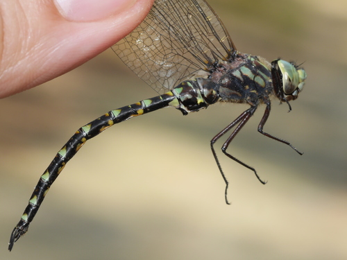 Harlequin Darner photo 3