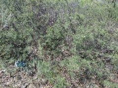 Rhamnus erythroxyloides