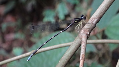 Sinosticta ogatai