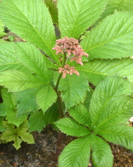 Rodgersia