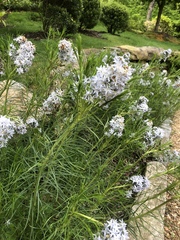 Amsonia ciliata