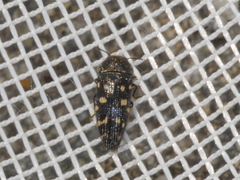 Acmaeodera tubulus