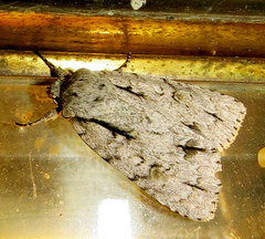 Acronicta spinigera