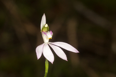 Caladenia picta