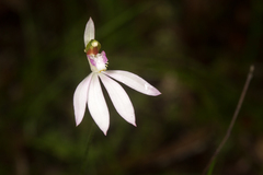Caladenia picta
