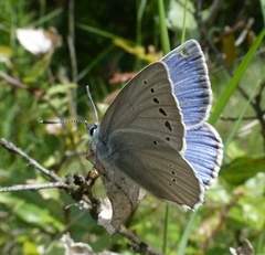 Iolana debilitata