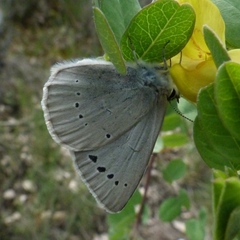 Iolana debilitata