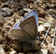 Iolana debilitata