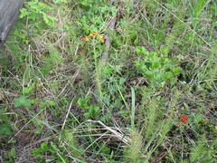 Tephroseris porphyrantha