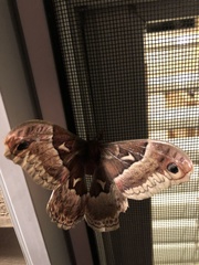 Callosamia promethea