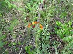 Tephroseris porphyrantha