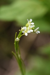Arabis pycnocarpa adpressipilis