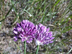 Allium erubescens
