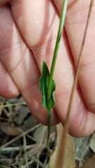 Eriochilus dilatatus