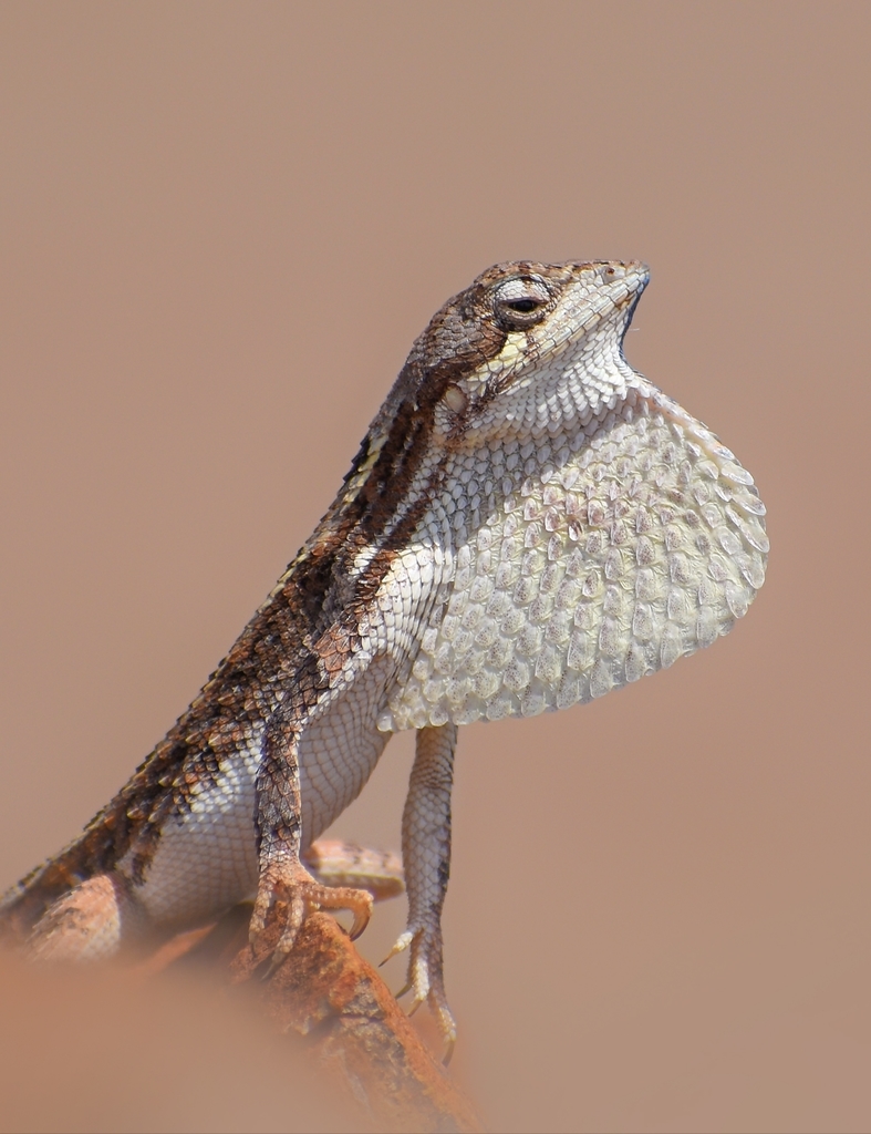 Broad-Headed Fan-Throated Lizard