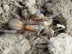 Arctosa personata