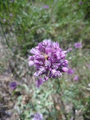Allium erubescens