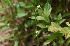 Arabis pycnocarpa adpressipilis
