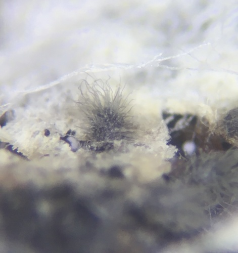 Chaetomium globosum observed 2020-05-31